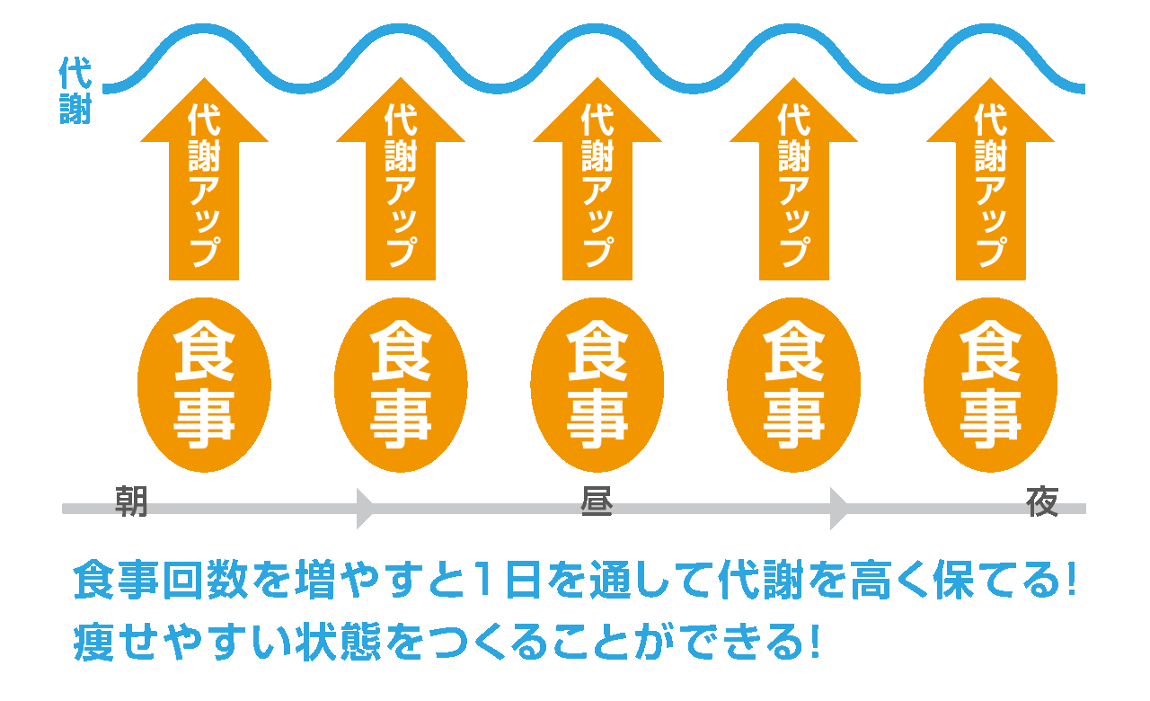 代謝と食事回数の関係