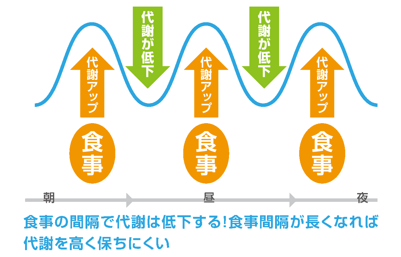 代謝と食事回数の関係